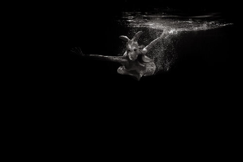 THE WATER RABBIT 2 von francisco de luna, Fotografie kaufen auf Singulart