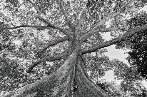 The Mighty Kapok Tree Jono Fisher