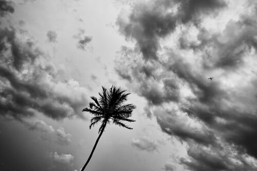 Palm Tree and Airplane Jono Fisher