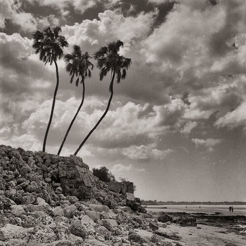 The Super Palms Tanzania von Jono Fisher, Fotografie kaufen auf Singulart