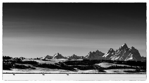 Teton Elk by Jono Fisher, Photography for Sale on Singulart