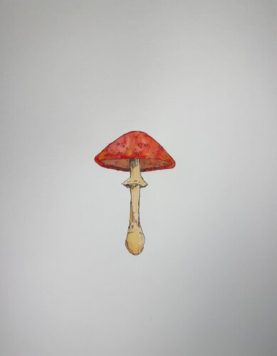 Red Mushroom di Bari-Lynn Friedlander, Opera su carta in vendita su Singulart