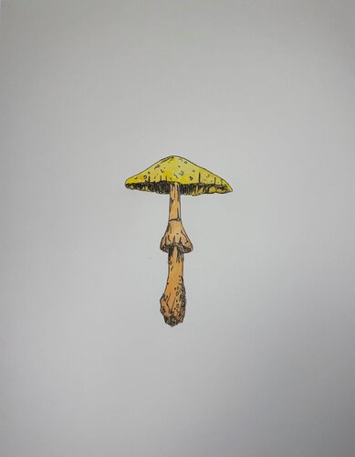 Yellow Mushroom di Bari-Lynn Friedlander, Opera su carta in vendita su Singulart
