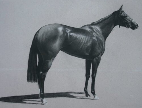 Racehorse by Mark Clark, 소묘 for Sale on Singulart