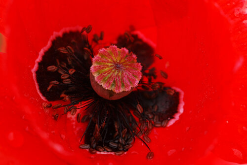 ROSELLA R2 von Xavier Manonelles Forcada, Fotografie kaufen auf Singulart