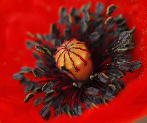 ROSELLA R3 von Xavier Manonelles Forcada, Fotografie kaufen auf Singulart