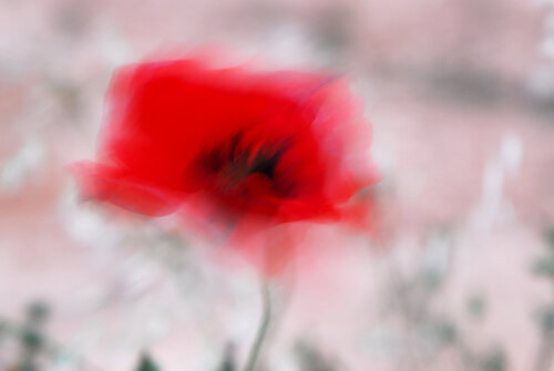 ROIG AL VENT RV1 von Xavier Manonelles Forcada, Fotografie kaufen auf Singulart