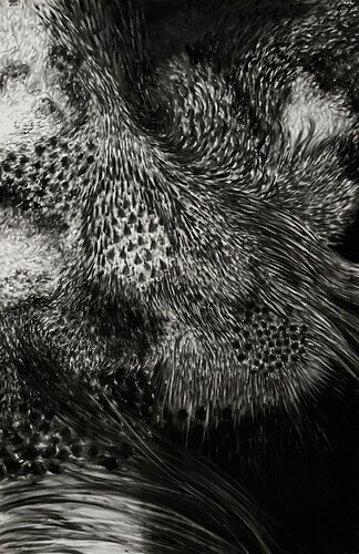 Echoes of Growth de Philippe Briade, Dibujo a la venta en Singulart