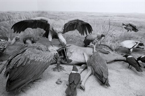 Diorama 2/12 van Fritz Rumpf, Fotografie te koop op Singulart