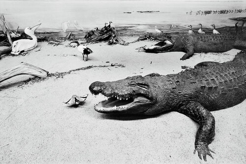 Diorama 1/12 von Fritz Rumpf, Fotografie kaufen auf Singulart