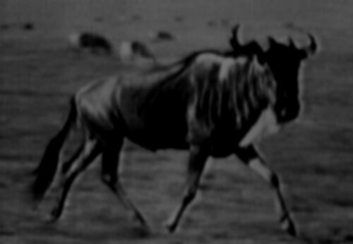 Collective Memory - Natural History 1/12 von Fritz Rumpf, Digital kaufen auf Singulart