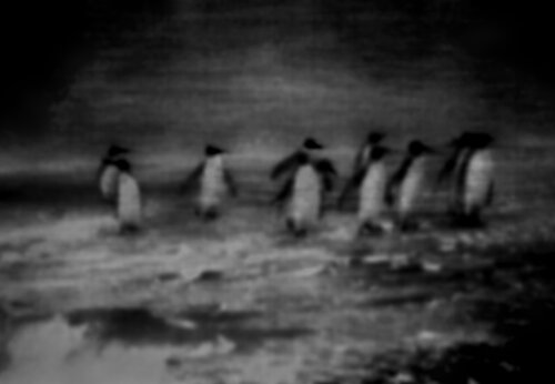 Collective Memory - Natural History 2/12 di Fritz Rumpf, Digitale in vendita su Singulart