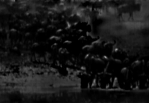 Collective Memory - Natural History 4/12 di Fritz Rumpf, Digitale in vendita su Singulart