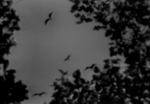 Collective Memory - Natural History 5/12 by Fritz Rumpf, Digital for Sale on Singulart