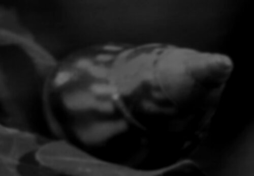 Collective Memory - Natural History 6/12 di Fritz Rumpf, Digitale in vendita su Singulart
