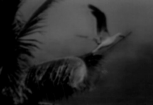 Collective Memory - Natural History 8/12 par Fritz Rumpf, Digital en vente sur Singulart