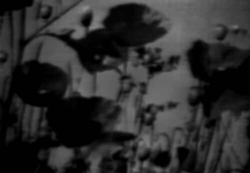 Collective Memory - Natural History 9/12 van Fritz Rumpf, Digitaal te koop op Singulart