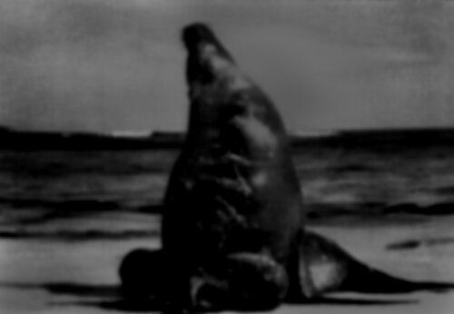 Collective Memory - Natural History 10/12 par Fritz Rumpf, Digital en vente sur Singulart
