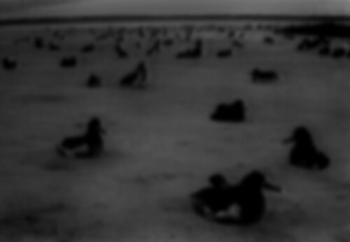 Collective Memory - Natural History 12/12 van Fritz Rumpf, Digitaal te koop op Singulart