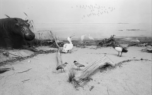 Diorama 3/12 di Fritz Rumpf, Fotografia in vendita su Singulart