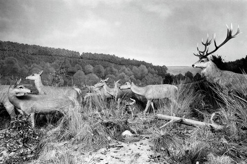 Diorama 4/12 de Fritz Rumpf, Fotografía a la venta en Singulart