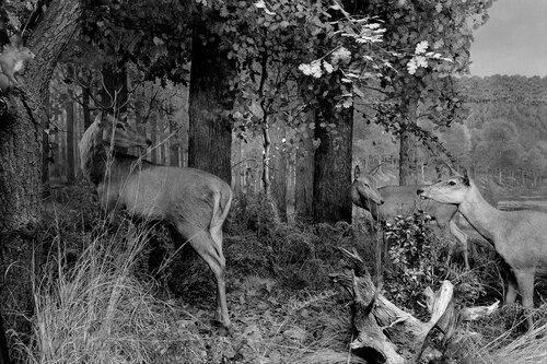 Diorama 5/12 de Fritz Rumpf, Fotografía a la venta en Singulart
