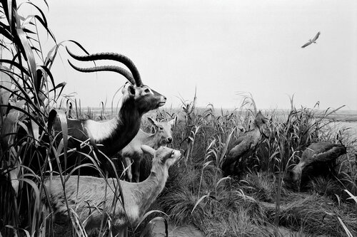 Diorama 6/12 van Fritz Rumpf, Fotografie te koop op Singulart