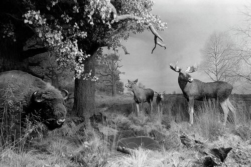 Diorama 8/12 von Fritz Rumpf, Fotografie kaufen auf Singulart