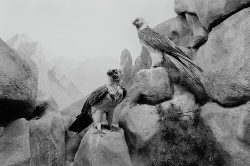 Diorama 9/12 by Fritz Rumpf, Photography for Sale on Singulart