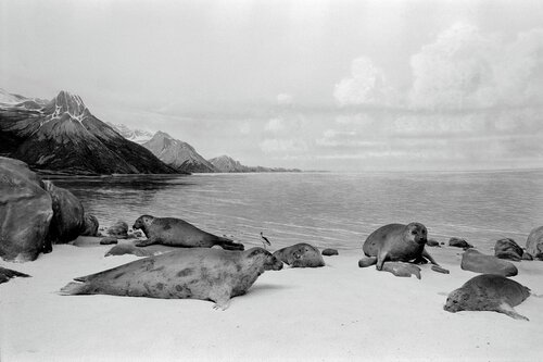 Diorama 10/12 von Fritz Rumpf, Fotografie kaufen auf Singulart