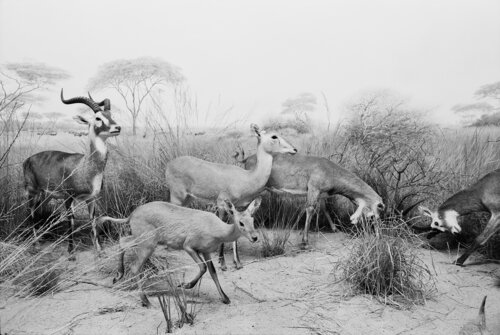 Diorama 12/12 von Fritz Rumpf, Fotografie kaufen auf Singulart