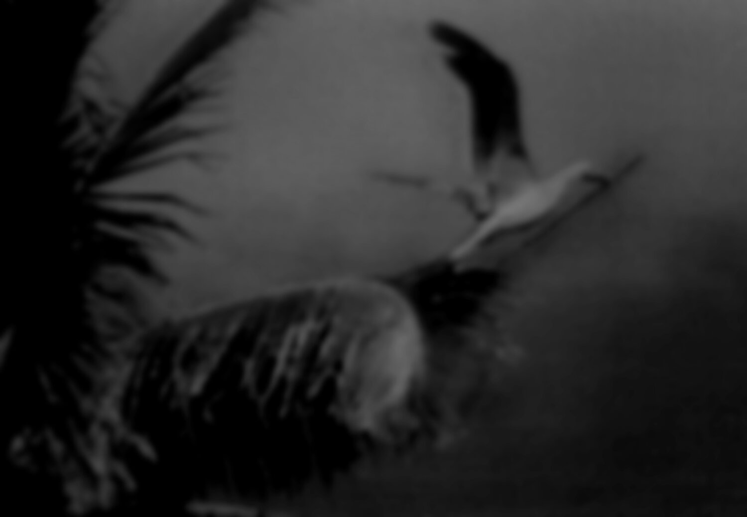 Collective Memory - Natural History 8/12 Fritz Rumpf
