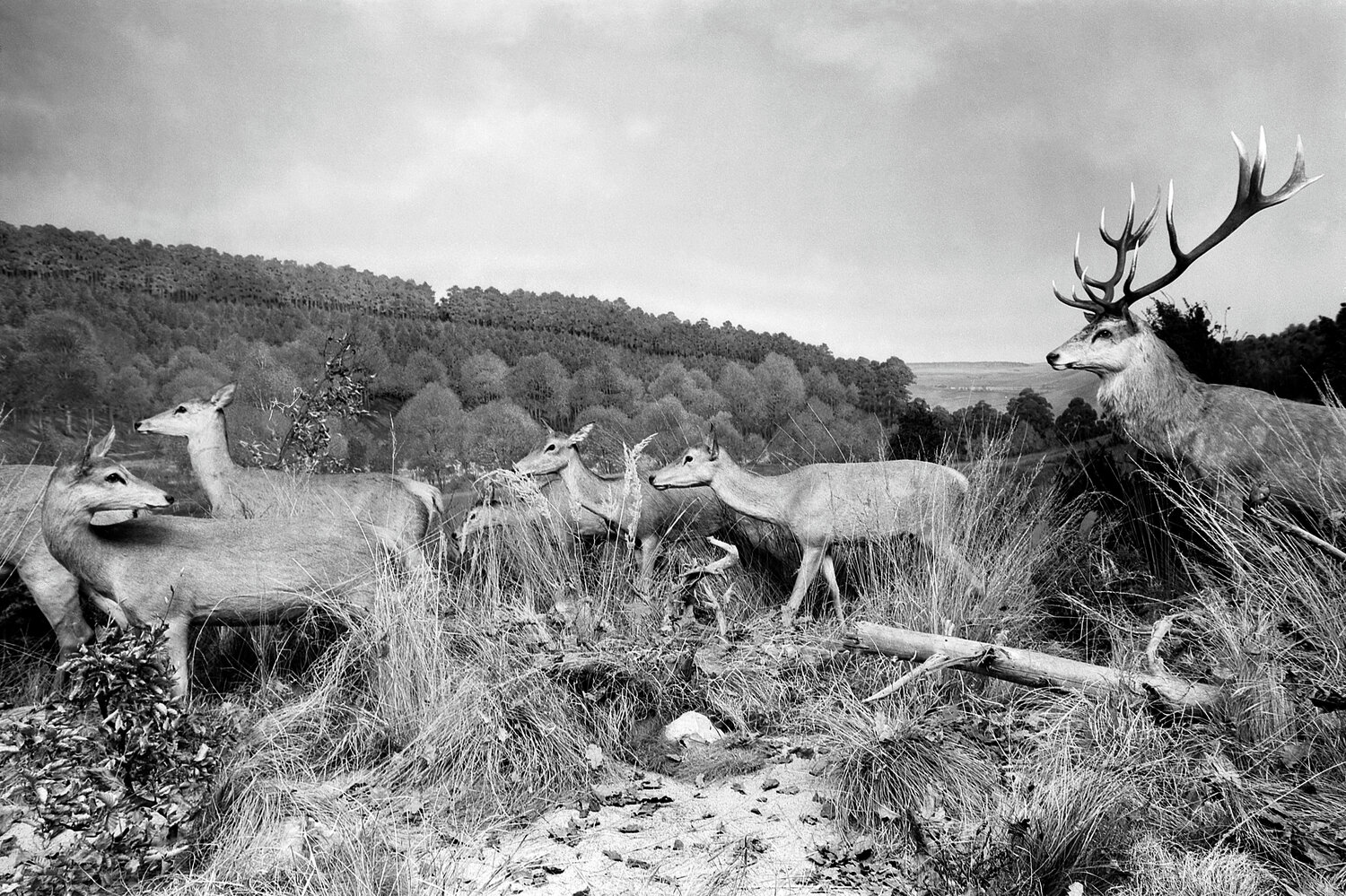 Diorama 4/12 Fritz Rumpf