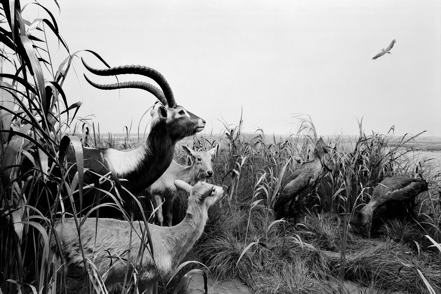 Diorama 6/12 Fritz Rumpf