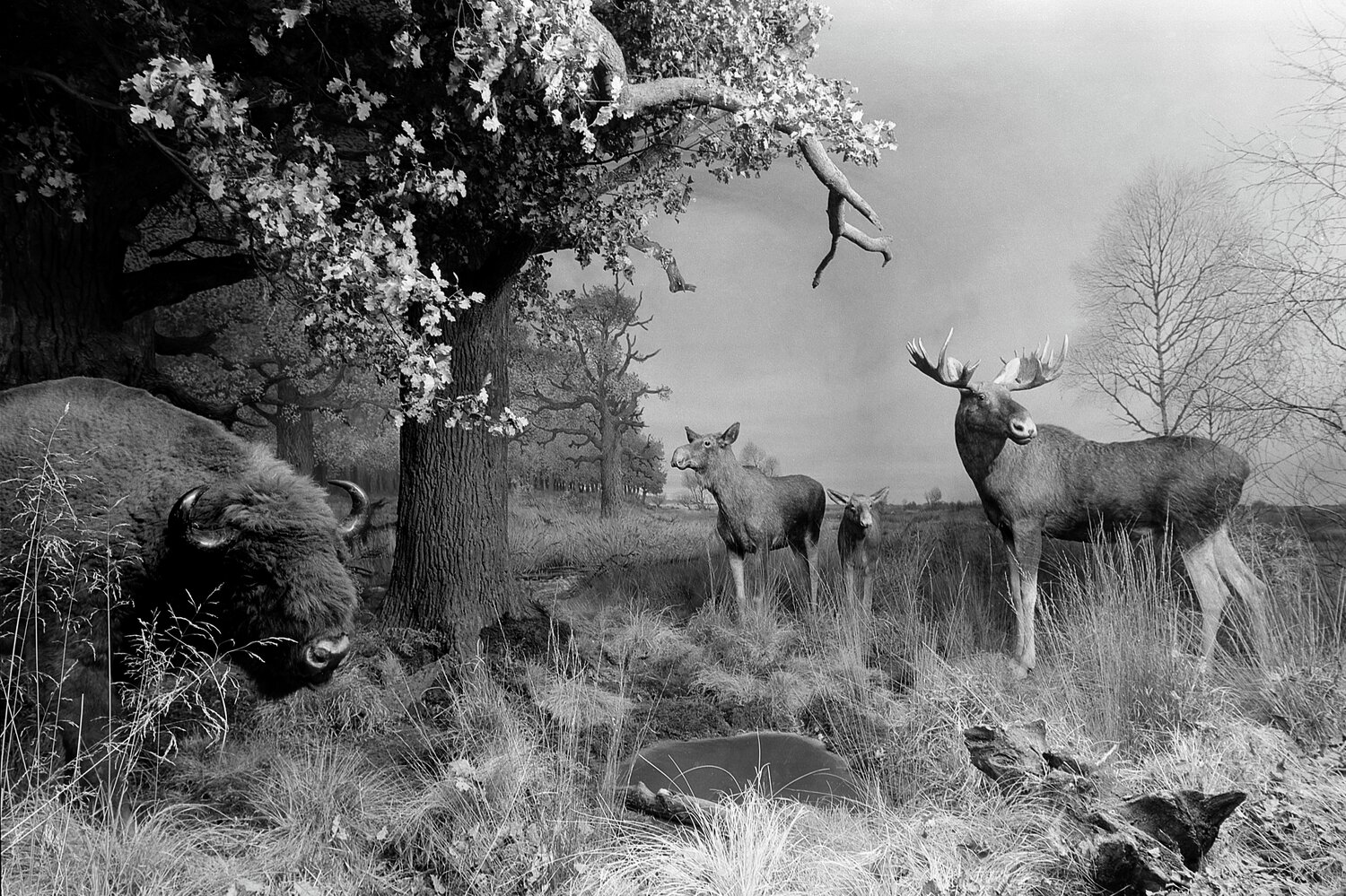 Diorama 8/12 Fritz Rumpf