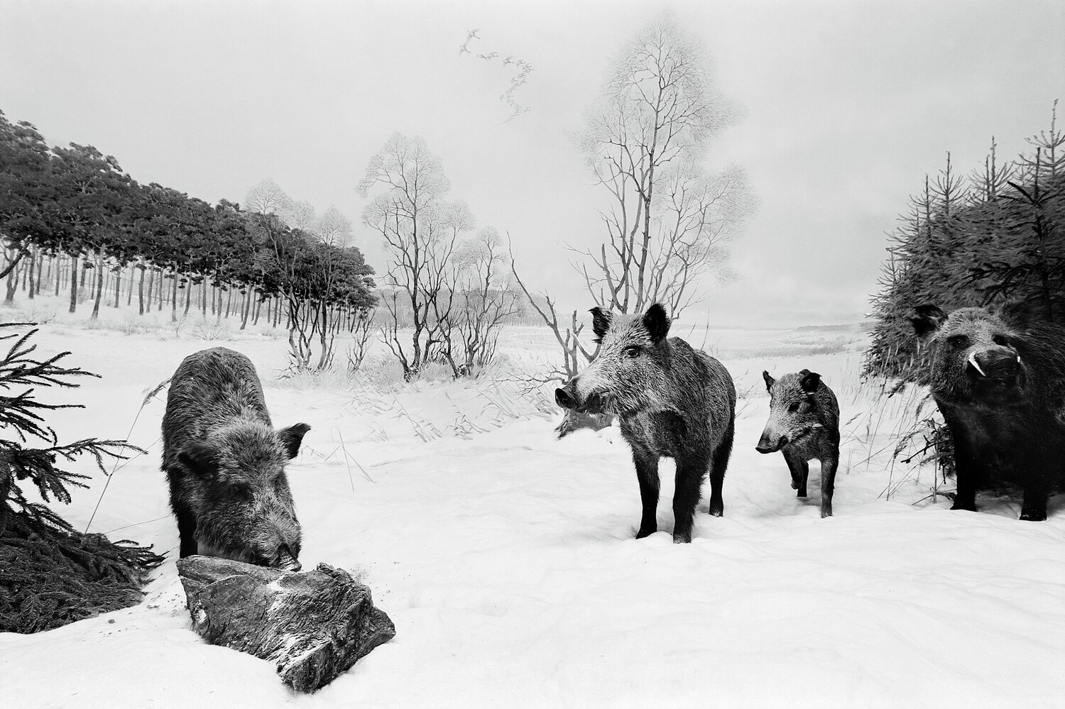 Diorama 11/12 Fritz Rumpf