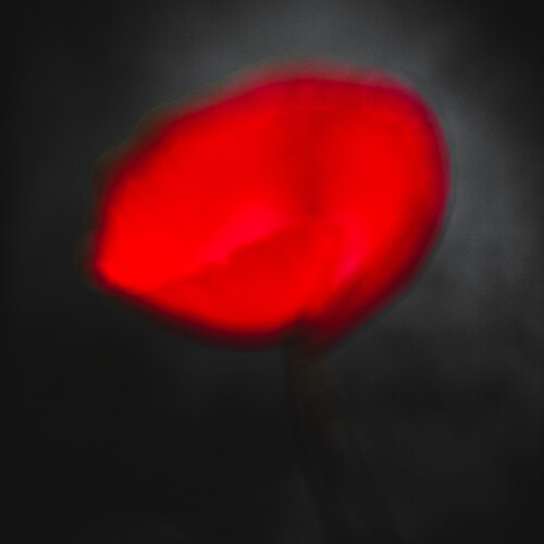 Whisper in Red I Norbert Stein