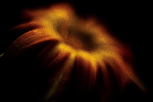 Solar Bloom von Norbert Stein, Fotografie kaufen auf Singulart