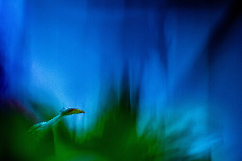 Where is my mom? di Norbert Stein, Fotografia in vendita su Singulart