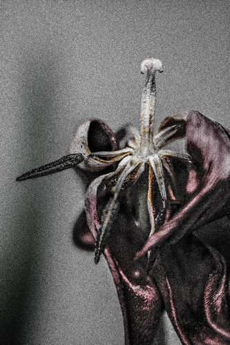 After Bloom di Norbert Stein, Fotografia in vendita su Singulart