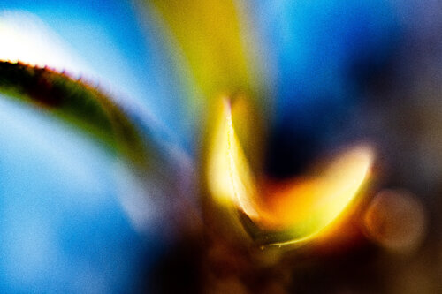 Golden Unfolding von Norbert Stein, Fotografie kaufen auf Singulart