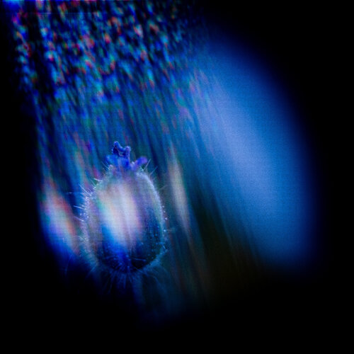 Deep into the Blue by Norbert Stein, 사진 for Sale on Singulart