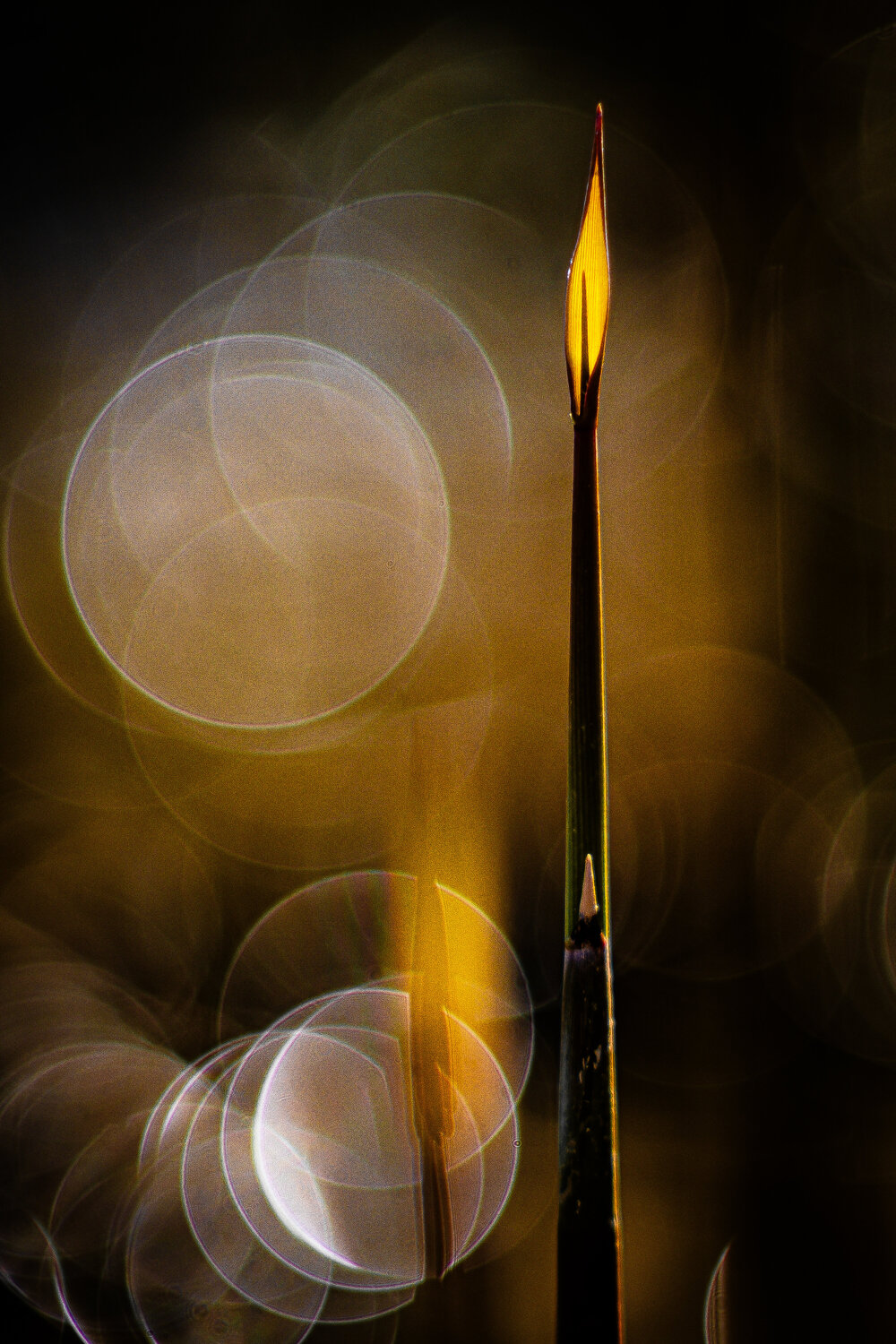 Silent Burning Norbert Stein
