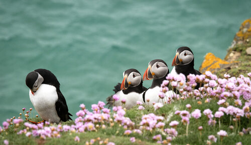 Taking A Bow von Gearoid Coakley, Fotografie kaufen auf Singulart