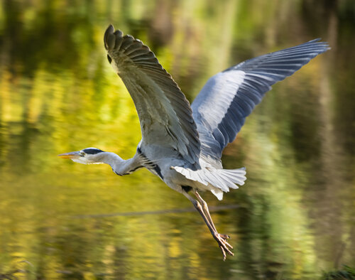 Heron On the Liffey. Dublin di Gearoid Coakley, Fotografia in vendita su Singulart
