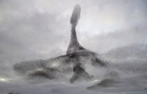 Starling Murmuration, Galway. Ireland di Gearoid Coakley, Fotografia in vendita su Singulart