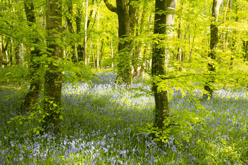 Bluebells di Gearoid Coakley, Fotografia in vendita su Singulart