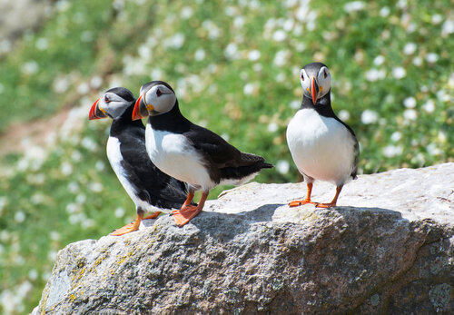 Puffins On The Saltee Islands di Gearoid Coakley, Fotografia in vendita su Singulart
