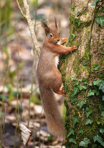 Red Squirrel Co. Cavan von Gearoid Coakley, Fotografie kaufen auf Singulart