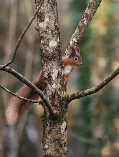 Having a Peek von Gearoid Coakley, Fotografie kaufen auf Singulart